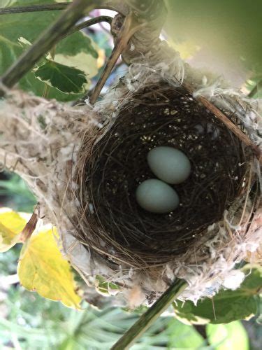 家裡築鳥巢|野鳥庭前築巢 預示居家風水好兆頭 